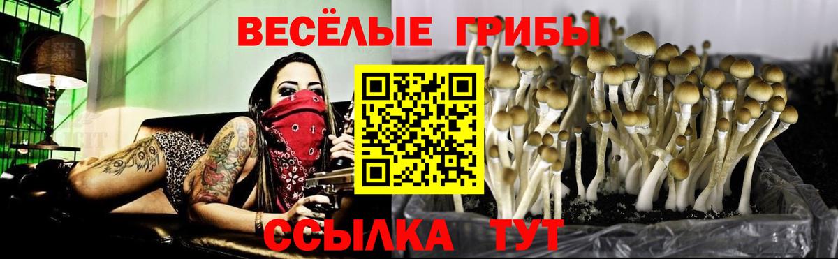 Галлюциногенные грибы Psilocybe Тулун
